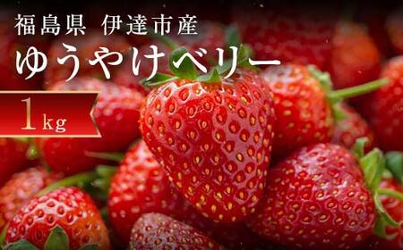 ＜2027年発送＞＜限定＞新品種のいちご 福島県 オリジナル品種「ゆうやけベリー」約1kg（250g×4パック）イチゴ 苺 フルーツ 果物 伊達市 F20C-678