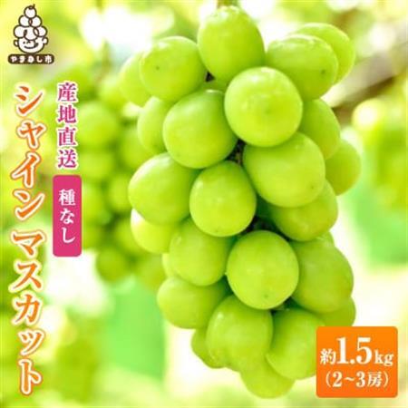 2026年発送　銀河農園まきおかのシャインマスカット(種なし)約1.5kg(2～3房)【配送不可地域：離島】【1111662】