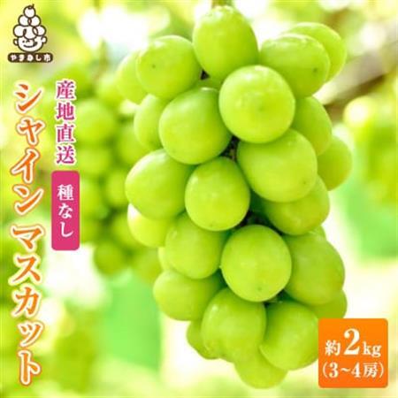 2026年発送　銀河農園まきおか シャインマスカット 約2.0kg (3～4房)【配送不可地域：離島】【1111663】