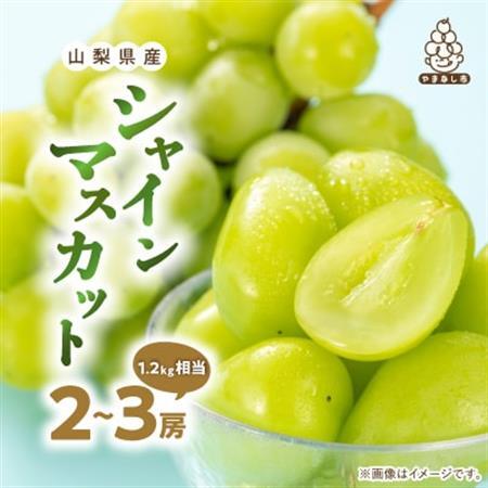 【2026発送】厳選 池田青果のシャインマスカット2房～3房(1.2kg相当) ふるさと納税【配送不可地域：離島・沖縄県】【1280515】