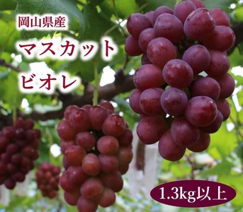 岡山県産 マスカットビオレ 1.3kg以上 [10月中旬から11月中旬発送] _A19