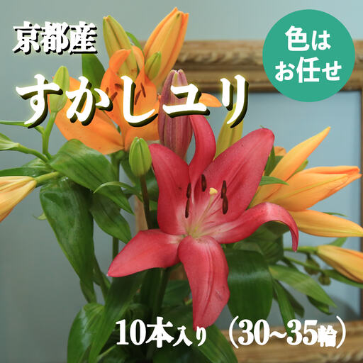 花・ゆり/京都・京丹後すかしユリ 色お任せ10本(30〜35輪)(2026年9月下旬〜発送)ユリ切花・ユリ花束