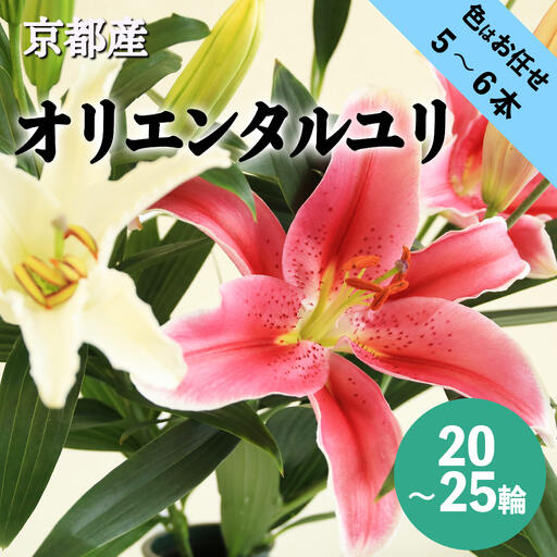 花・ゆり/京都・京丹後オリエンタルユリ 色お任せ5~6本(20〜25輪)(2026年11月下旬〜発送)ユリ切花・ユリ花束