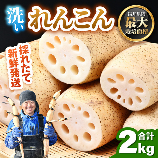 【先行予約】洗いれんこん2kg《発送直前に収穫してお届け！》 シャキっとした歯触り！ ／ 有機肥料 低農薬 蓮根 レンコン 野菜 根菜 正月【2026年11月中旬以降順次発送予定】 [aw056-a012]