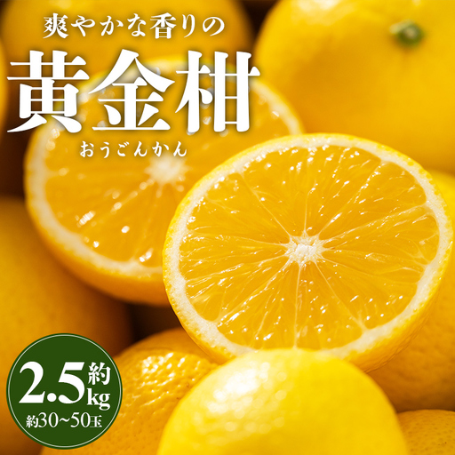 [先行受付]黄金柑 2.5kg 黄金柑 柑橘 ms-0044