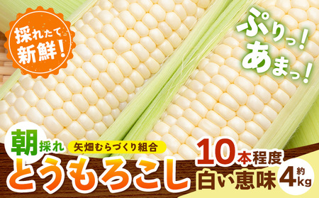 とうもろこし白い恵味約4kg朝採れ[6月下旬-7月下旬頃出荷]トウモロコシ