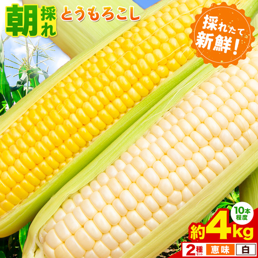 とうもろこし白黄ミックス約4kg《6月下旬-7月下旬頃出荷》恵味白い恵味