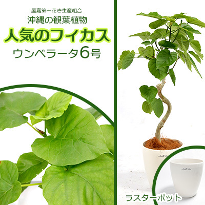 沖縄の観葉植物 フィカス ウンベラータ6号 ラスターポット 観葉植物