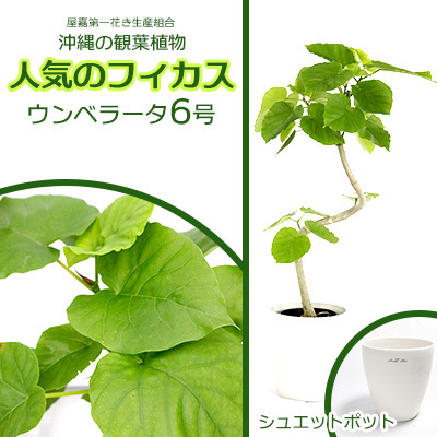 沖縄の観葉植物 フィカス ウンベラータ6号 シュエット鉢ポット 観葉植物