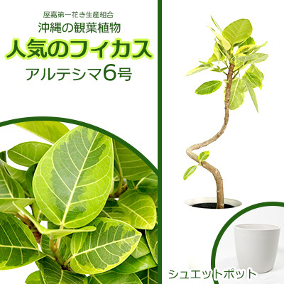 沖縄の観葉植物 フィカス アルテシマ6号 シュエット鉢ポット 観葉植物