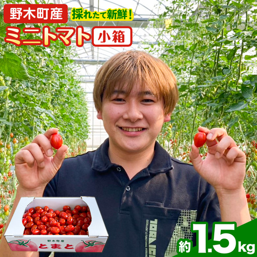 ミニトマト1.5kg小箱トマト野菜矢畑