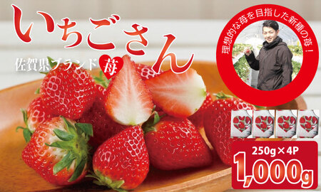 [先行予約]R9年1月中旬頃出荷開始 佐賀ブランド苺 いちごさん(250g×4P)なかはら農園 いちご 苺