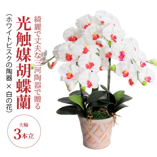 綺麗で丈夫な三河陶器で贈る光触媒胡蝶蘭大輪3本立(ホワイトビスクの陶器×白の花)