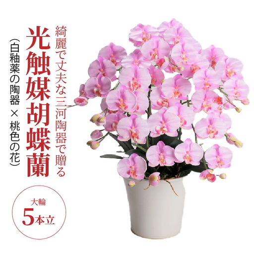 綺麗で丈夫な三河陶器で贈る光触媒胡蝶蘭大輪5本立(白釉薬の陶器×桃色の花)