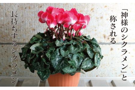 厳選シクラメン鉢“舞衣姫”【花・シクラメン・鉢】お花 ガーデニング かわいい おしゃれ 送料無料《11月下旬-12月中旬頃出荷予定》