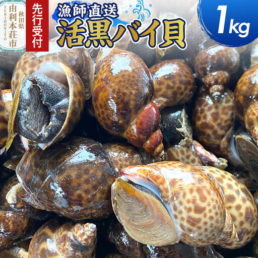 [先行受付]由利本荘市産 活黒バイ貝 1kg[一部地域限定配送]