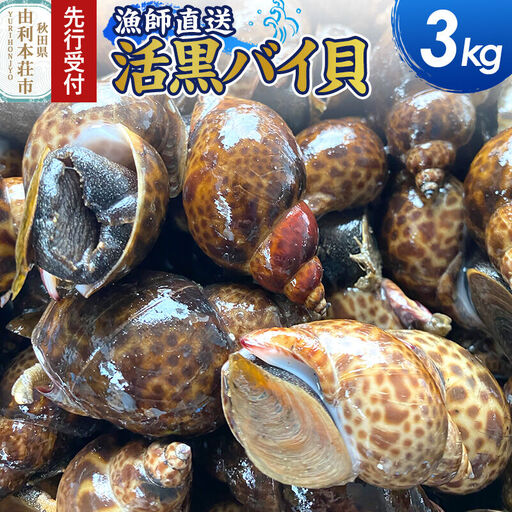 《先行受付》由利本荘市産 活黒バイ貝 3kg《一部地域限定配送》