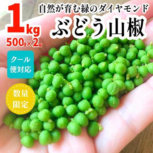 ぶどう山椒 １kg（500g×2箱） 実山椒 生山椒 クール便対応 和歌山県産