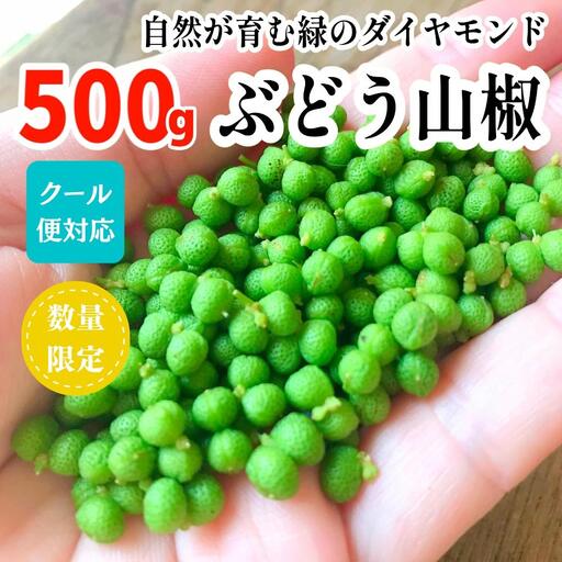 ぶどう山椒 500g 実山椒 生山椒 クール便対応 和歌山県産