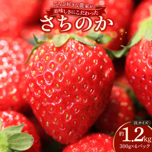 おいしさにこだわった いちご 苺 さちのか 300g × 4パック 合計 1.2kg 2L サイズ 江川農園