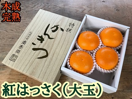 木成完熟 紅はっさく 特秀 大玉 2L × 4玉入 化粧小箱 南泰園【2027年4月上旬～発送】