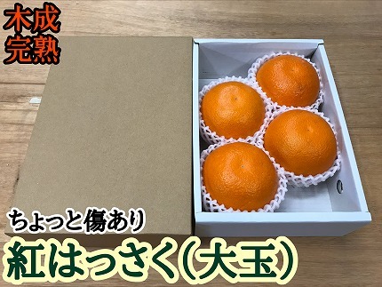 ちょっと 傷あり 木成完熟 紅はっさく 大玉 2L × 4玉入 茶小箱【2027年4月上旬～発送】