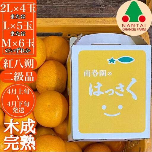 ちょっと 傷あり 木成完熟 紅はっさく 2L ～ M ( 4玉 ～ 6玉 ) 手さげ箱 【2027年4月上旬～発送】