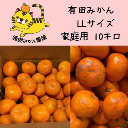 12/25までにご入金確認分は年内発送確定！温州みかん 家庭用 箱込み 10kg（2Lサイズ指定） 大きいミカンが好きな人におすすめ