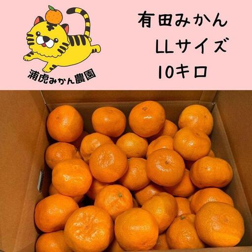 12/25までにご入金確認分は年内発送確定!きれいな温州みかん 寄贈用にお勧め LLサイズ 箱込み10kg