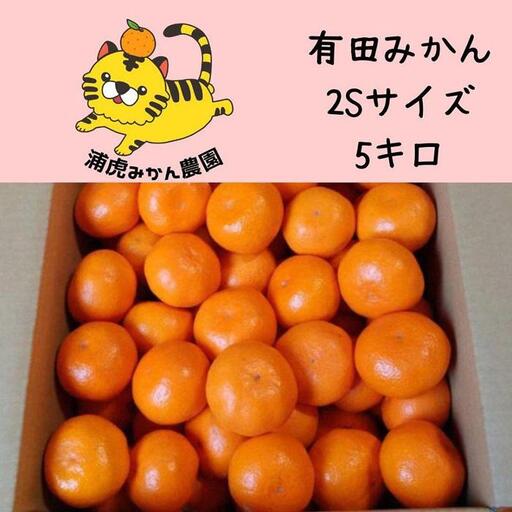 12/25までにご入金確認分は年内発送確定!きれいな温州みかん 箱込み 5kg(SSサイズ指定)小さなミカンが好きな人におすすめ