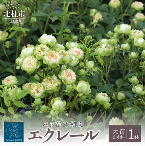 バラ苗鉢植え「エクレール」 [h190]