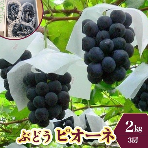 ぶどう（ピオーネ）２ｋｇ　0009-2603