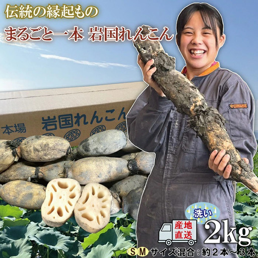 由美屋特選！岩国産れんこん(洗い)２kg【有限会社 由美屋】