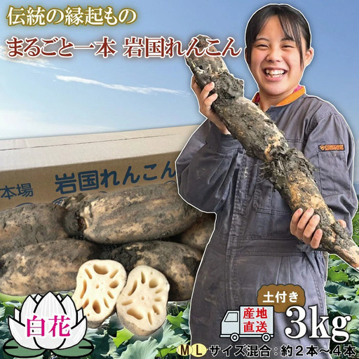 由美屋特選!岩国産れんこん3kg(土付き)[有限会社 由美屋]