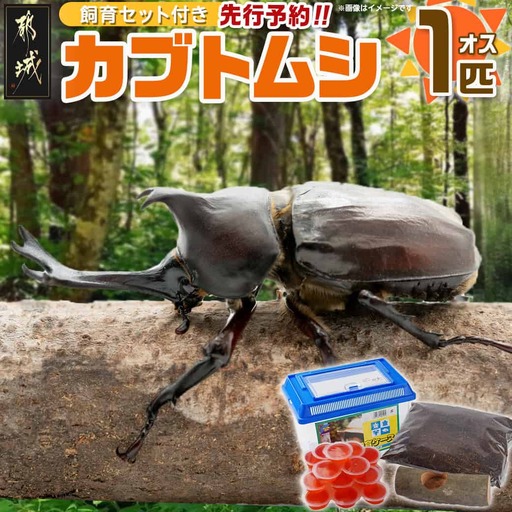 【先行受付☆2027年6月以降お届け】カブトムシ(飼育セット付き) ※限定100セット※〔LG-3311-2027〕_(都城市) 