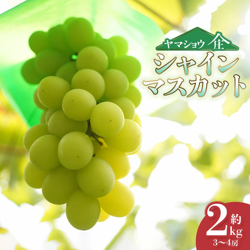 【令和8年産先行予約】シャインマスカット 約2kg (3~4房) 山形県鶴岡市産　ヤマショウ
