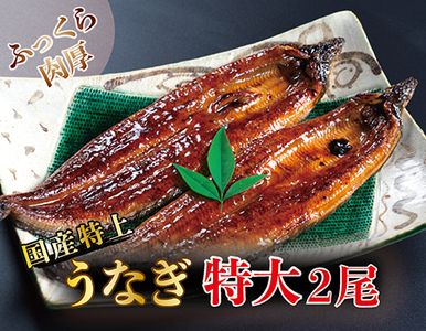 国産！特上うなぎのかば焼き 約250g × 2尾
