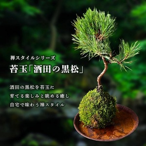 禅スタイルシリーズ 苔玉 「酒田の黒松」