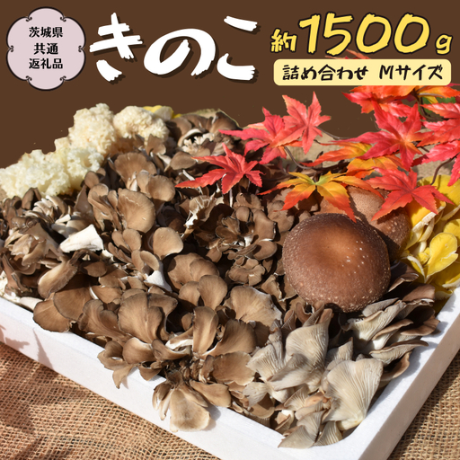 きのこ の 詰め合わせ Mサイズ 約1500g[茨城県共通返礼品 城里町] キノコ 舞茸 あわび茸 たもぎ茸 しいたけ 花びら茸 [CX002sa]