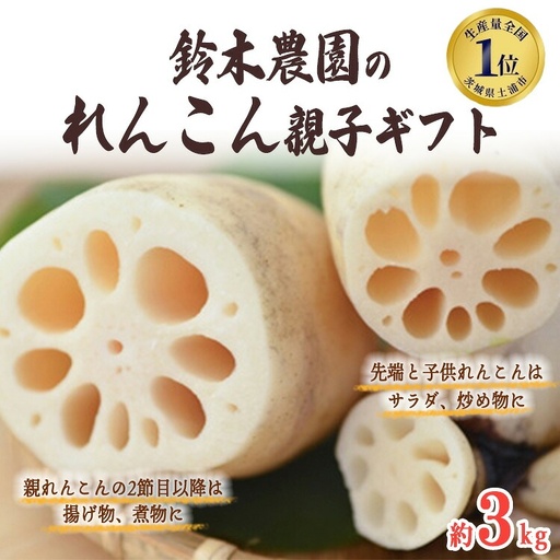 鈴木農園の新物夏れんこん親子ギフト 約3kg 【1123833】 ※2026年10月～発送