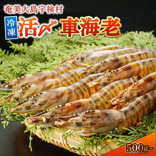 冷凍車えび 500g 贈答箱入り 活〆車海老 エビ 魚介 海鮮 人気 奄美大島 宇検村 鹿児島 車海老