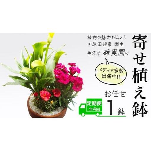 [ 3ヶ月に1回お届け!年4回 定期便 ][ 確実園 オリジナル ] 寄せ植え (おまかせ1点)