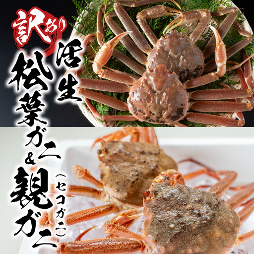 [22013]鳥取県網代産 訳あり松葉がに 親がに 夫婦セット(生)※お届けは2026年11月中旬〜
