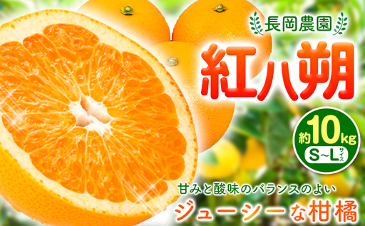 紅八朔 約10kg はっさく