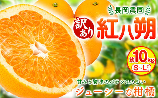 訳あり 紅八朔 約10kg はっさく