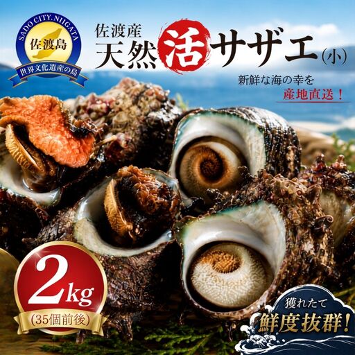 サザエ 佐渡産 天然活サザエ 2kg 35個前後 | 新潟県 サザエ