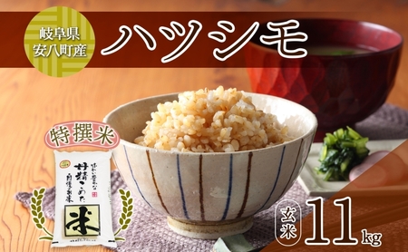 R7年産 特選米 ハツシモ 玄米 11kg ×1袋 お米 米 ごはん ご飯 はつしも 令和7年産 ブランド米 低農薬 お取り寄せ 産地直送 クリーンファームまき 送料無料 岐阜県 安八町