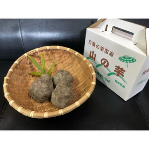国府町産 山の芋 2kg