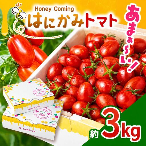 太陽の恵みをたっぷり浴びた はにかみトマト 約3kg