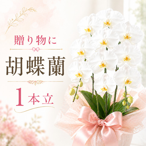 胡蝶蘭（1本立）